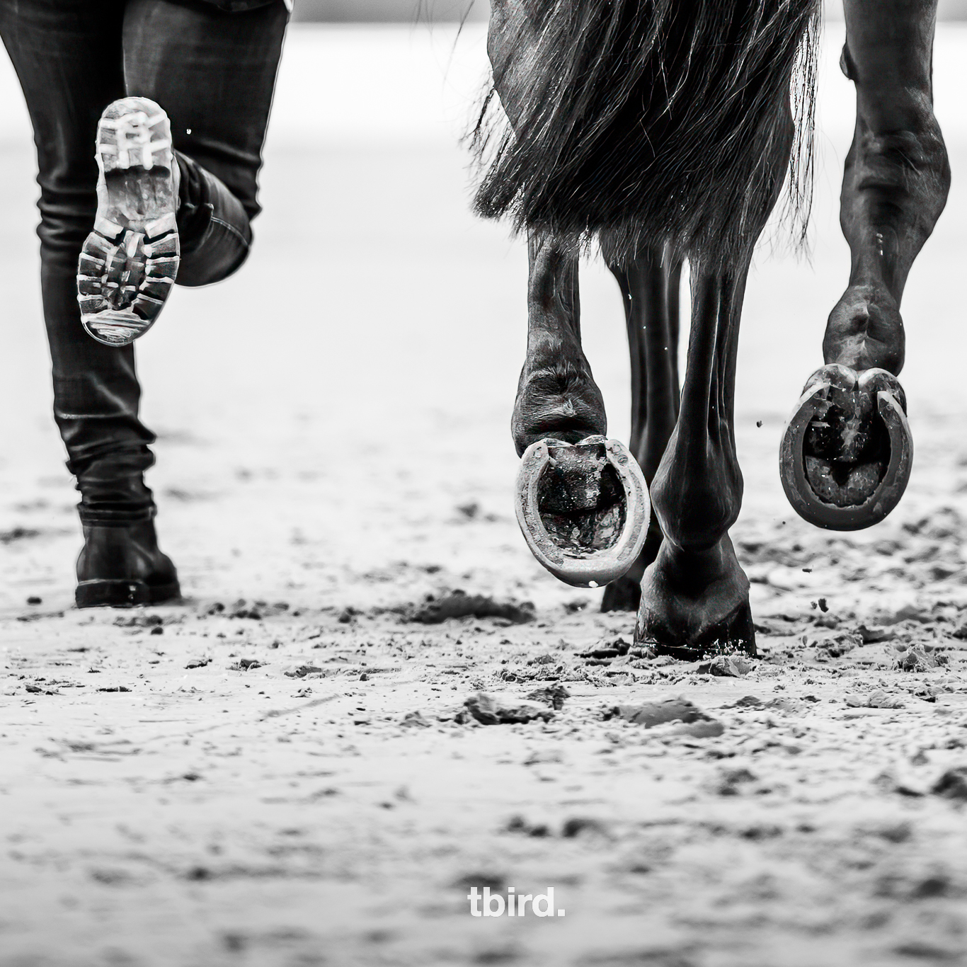 tbird Welcomes Star Studded Field for CSI4* Canadian Premier